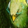 Gryphonboy